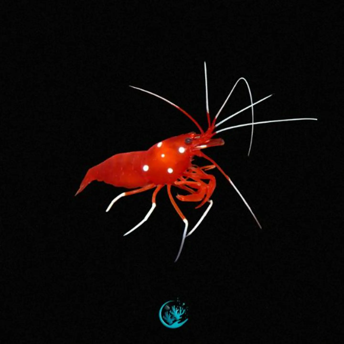Lysmata Debelius 1