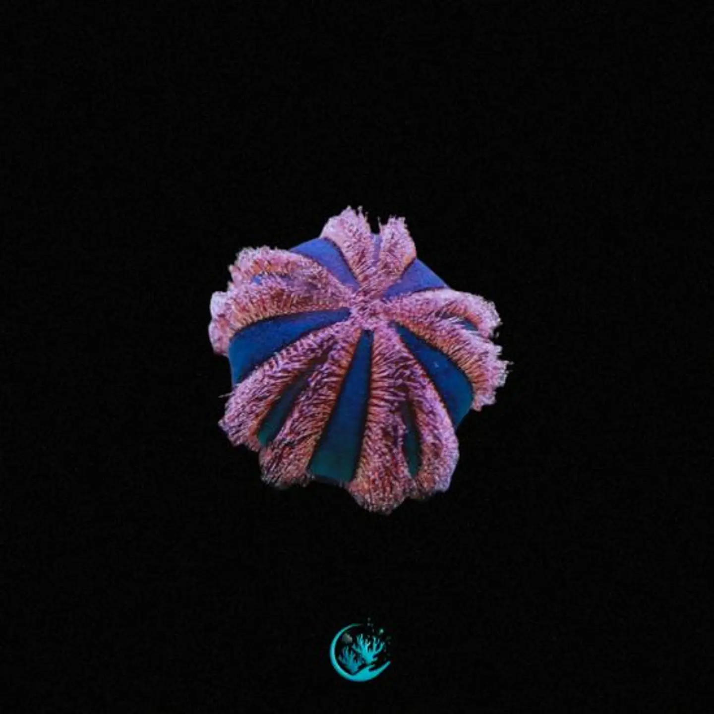 Mespilia Globulus 1