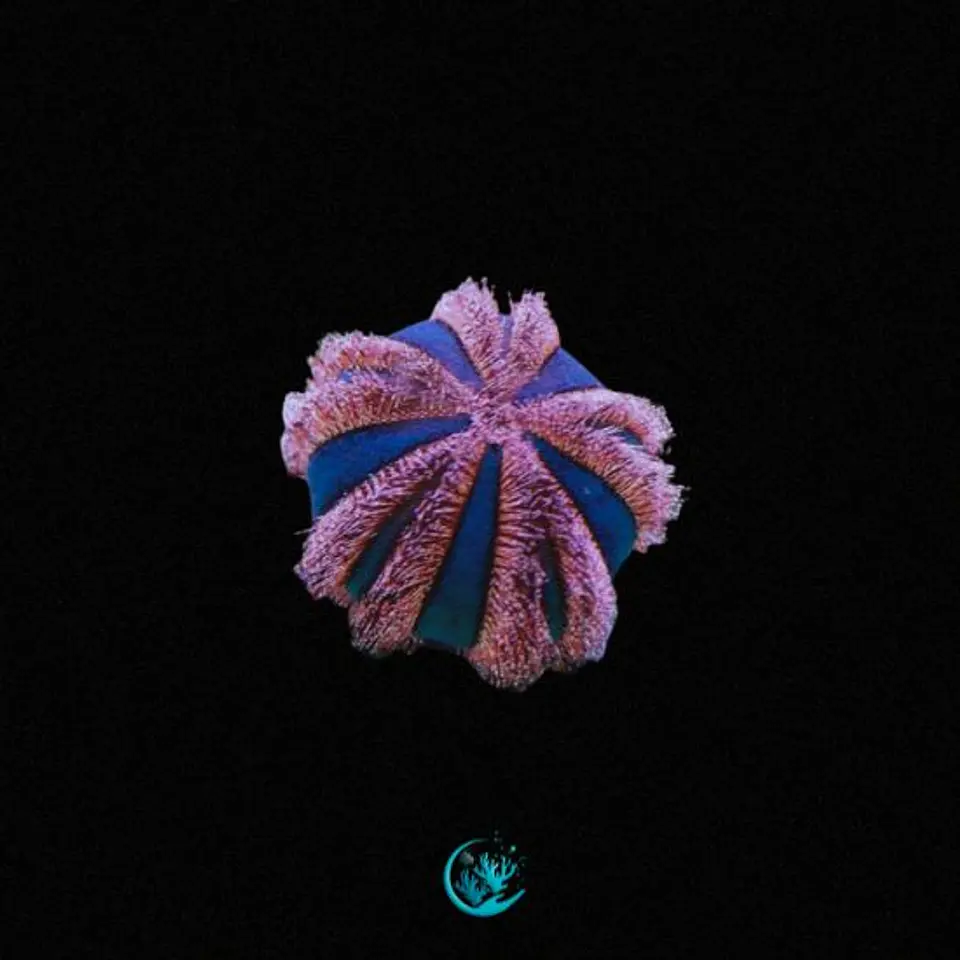 Mespilia Globulus 1