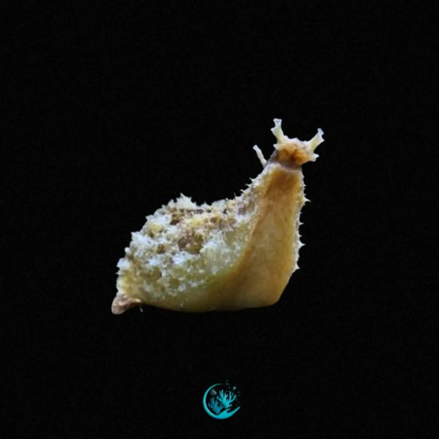 Dolabella Auricularia 1