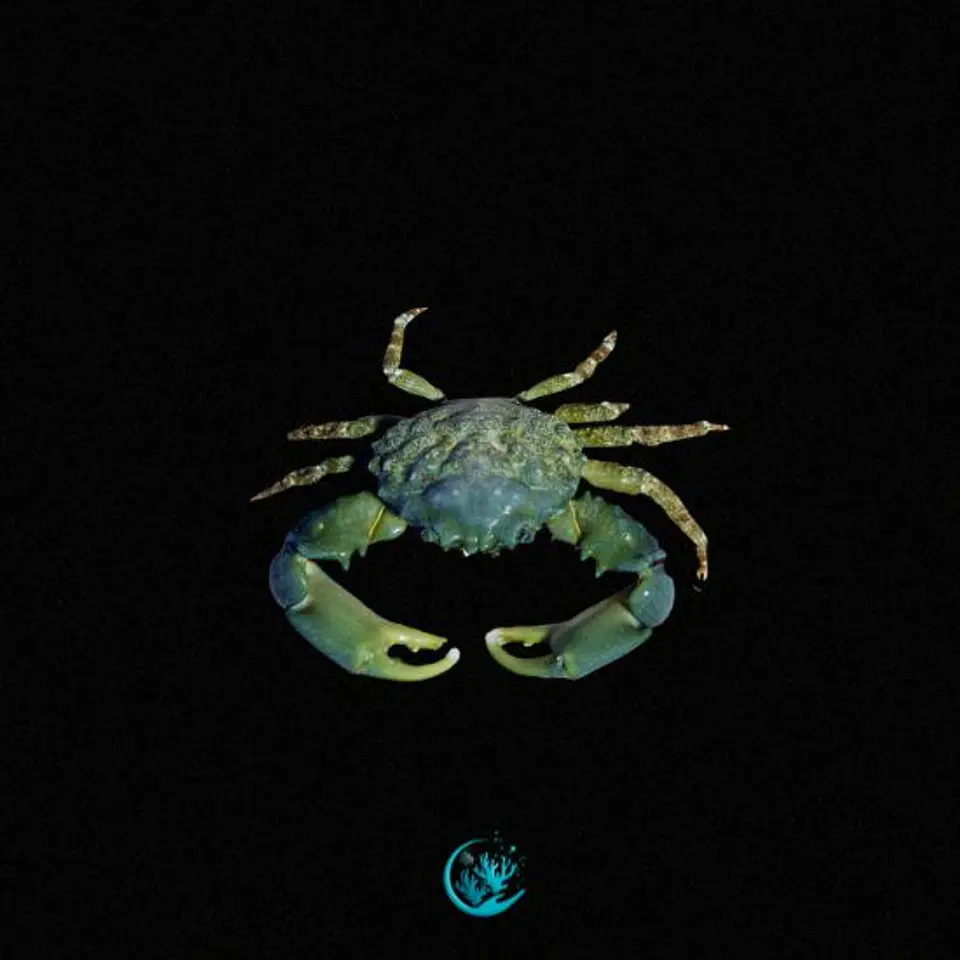 Mithraculus sculptus 1