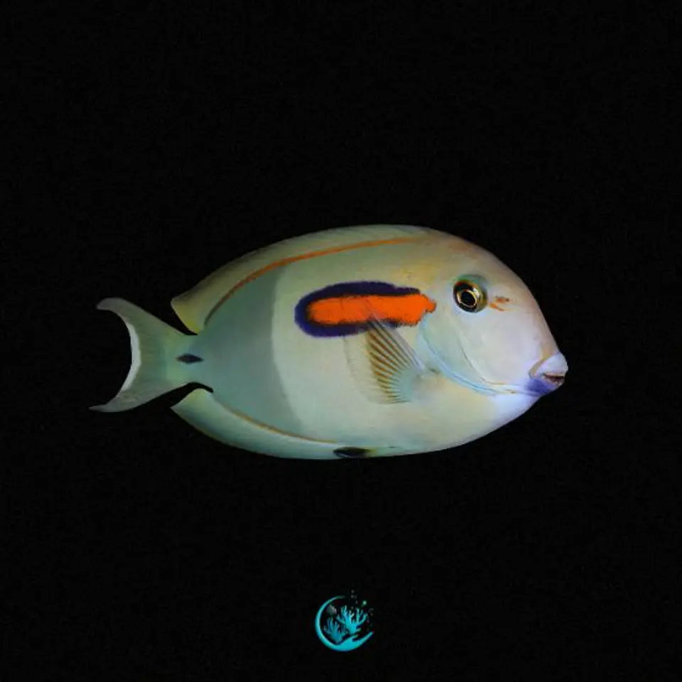 Acanthurus Olivaceus 1