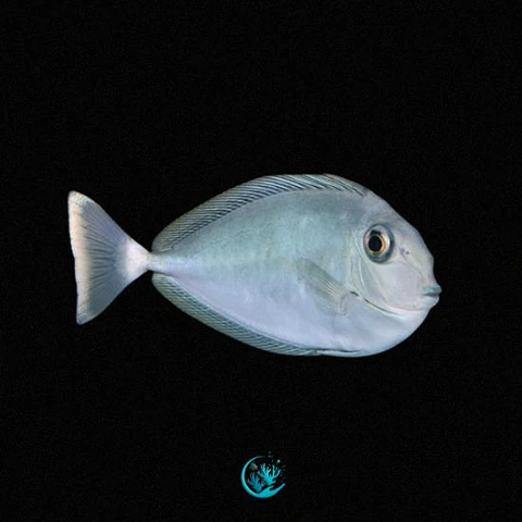 Naso Brevirostris