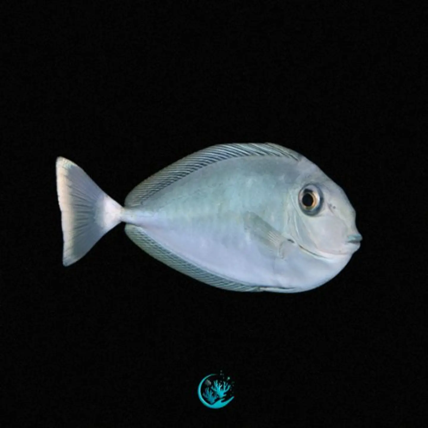 Naso Brevirostris 1