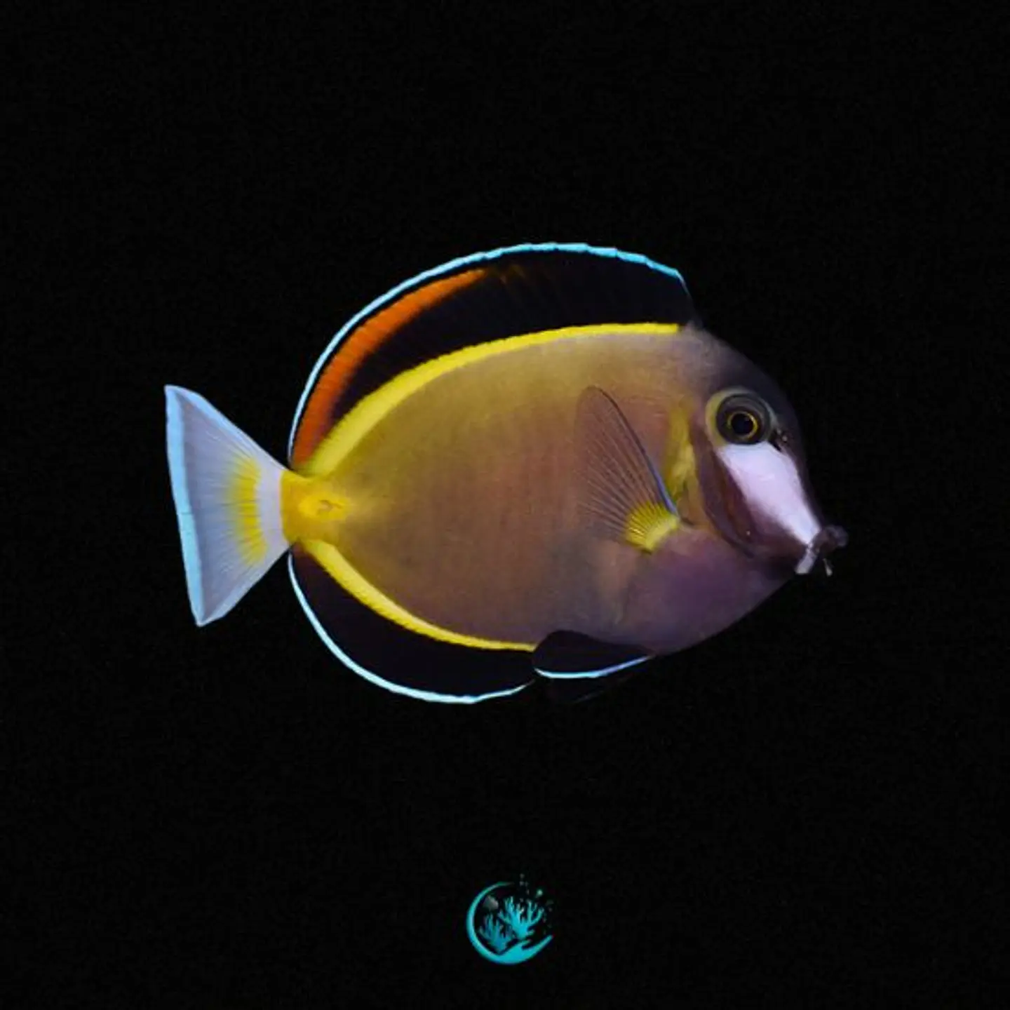 Acanthurus Japonicus 1