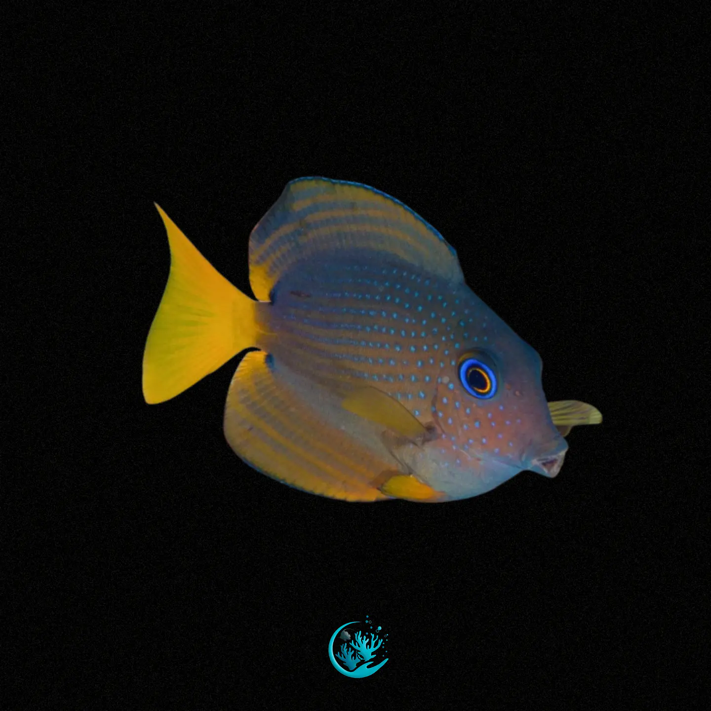 Ctenochaetus Binotatus 1