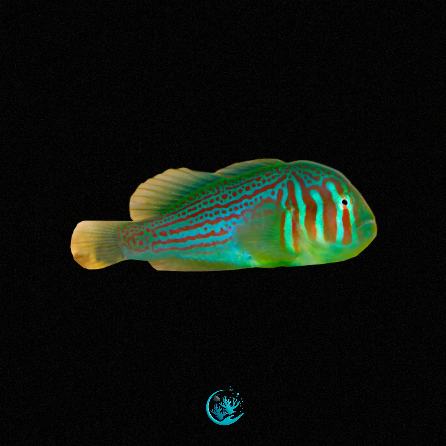 Gobiodon Histrio 1