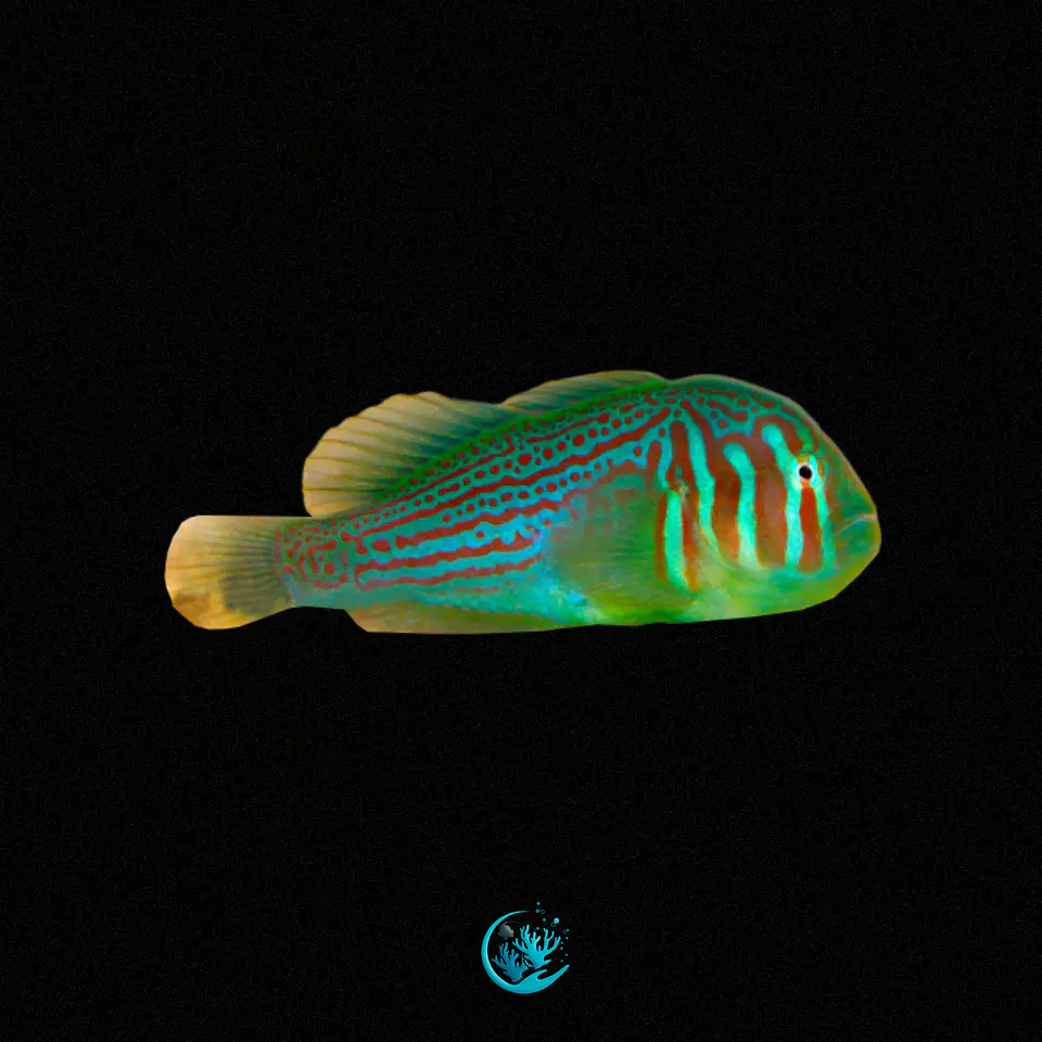 Gobiodon Histrio 1