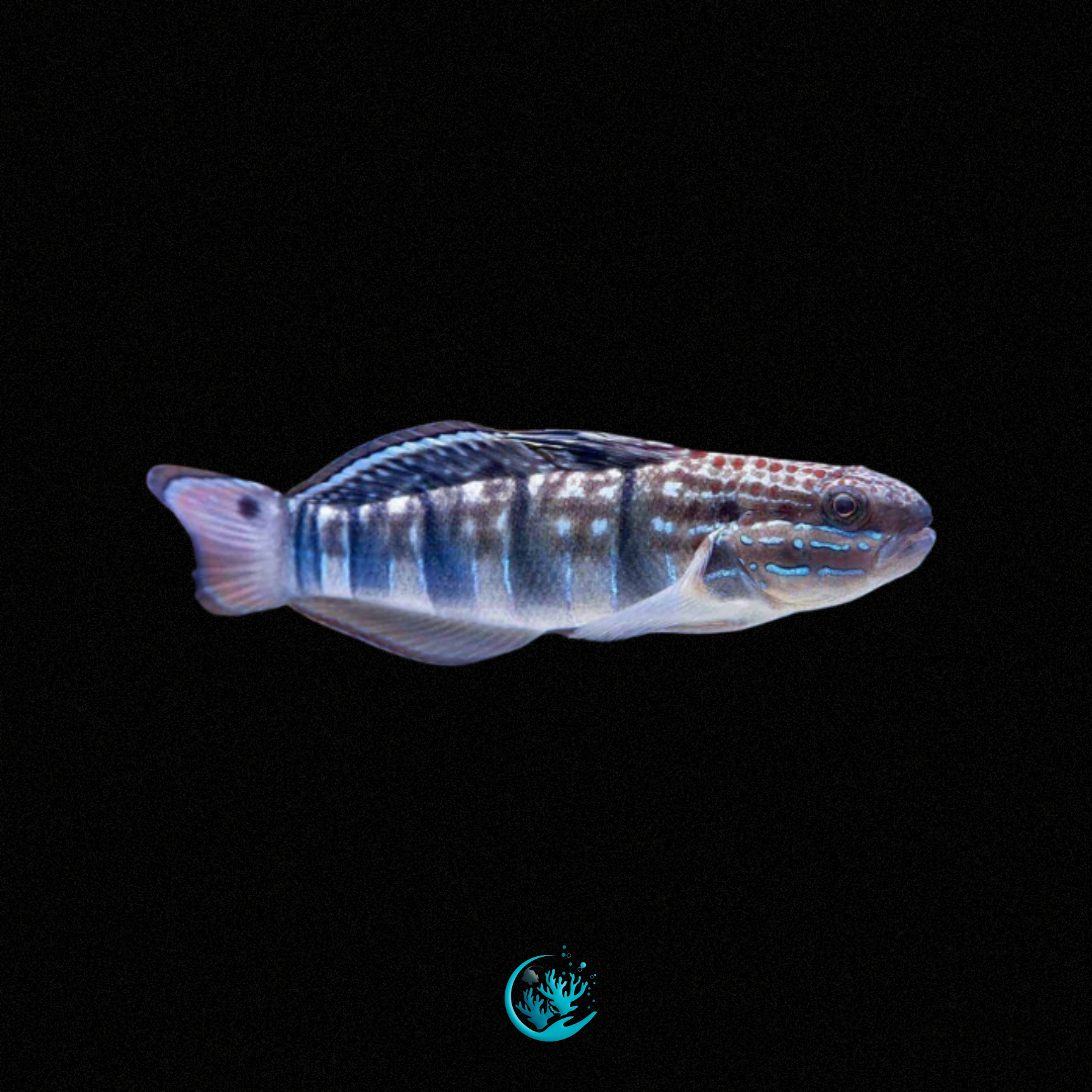 Amblygobius Phalaena