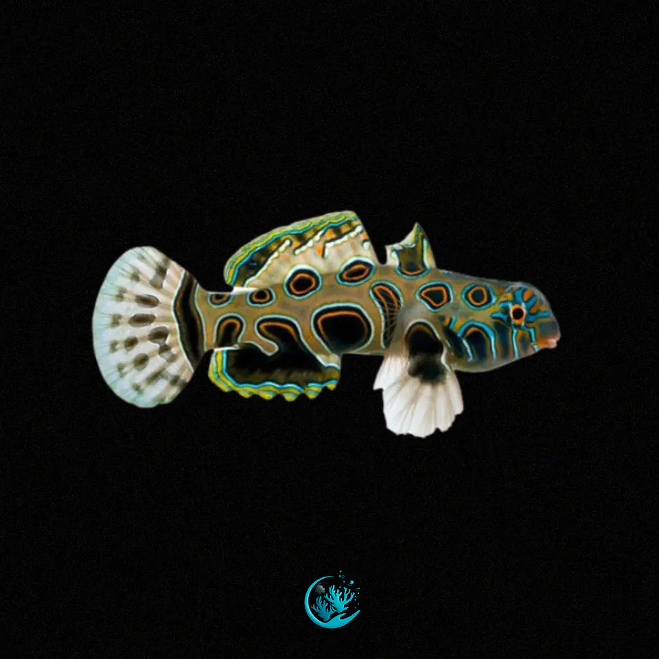 Synchiropus Picturatus 1