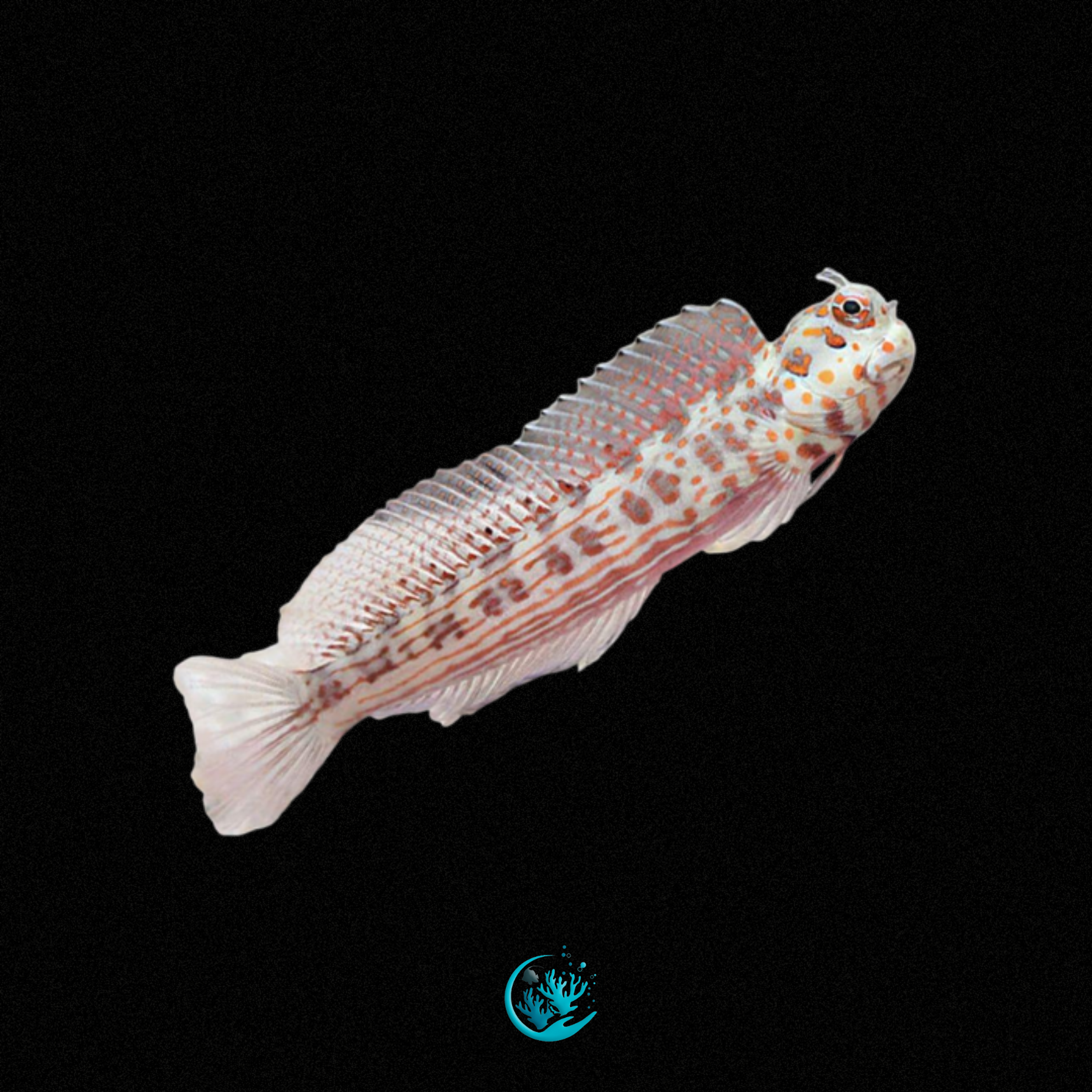 Blenniella Chrysospilos