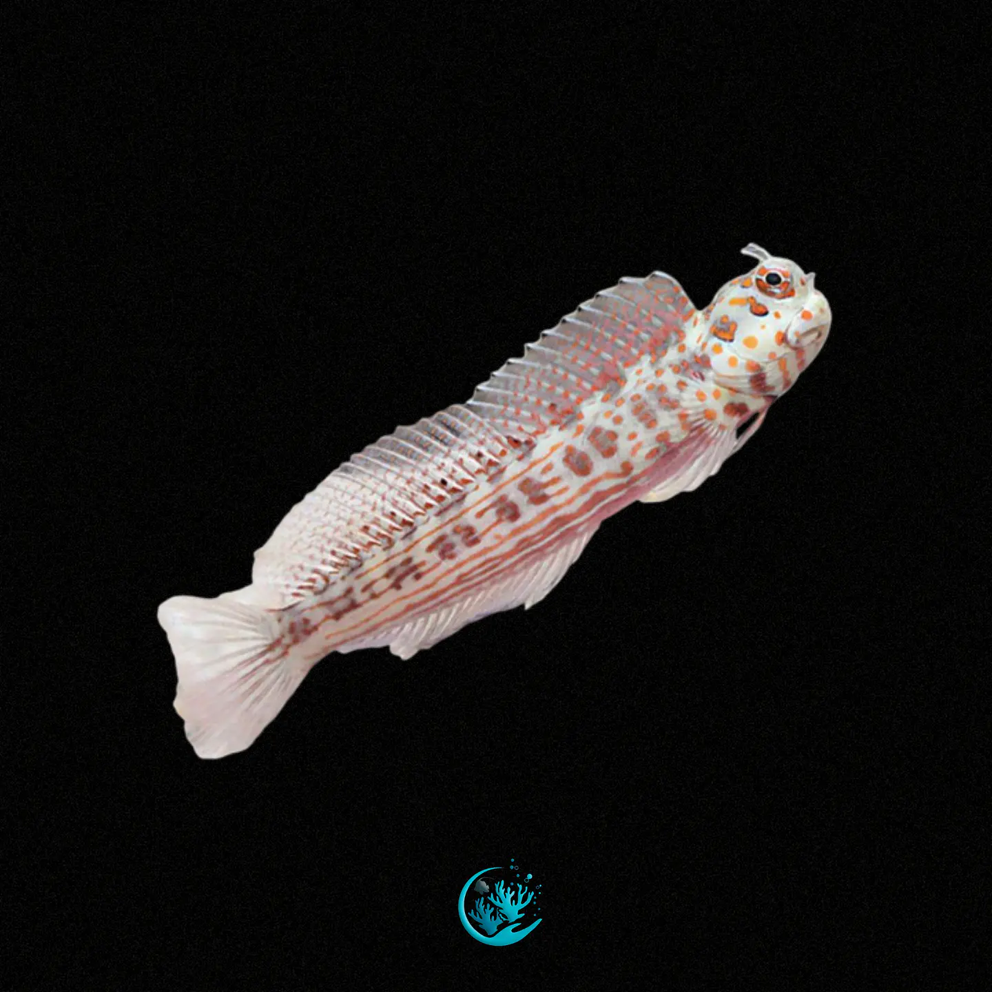 Blenniella Chrysospilos 1