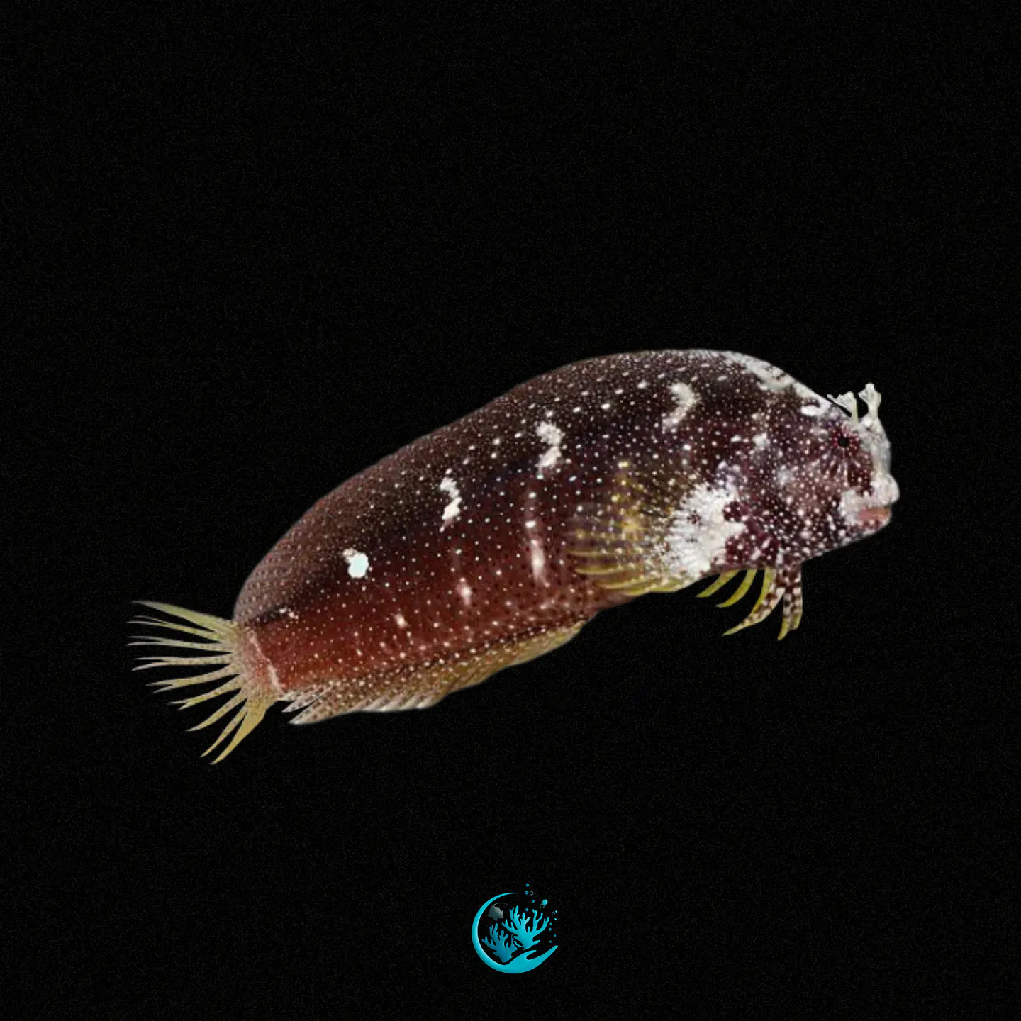 Salarias Ramosus 1