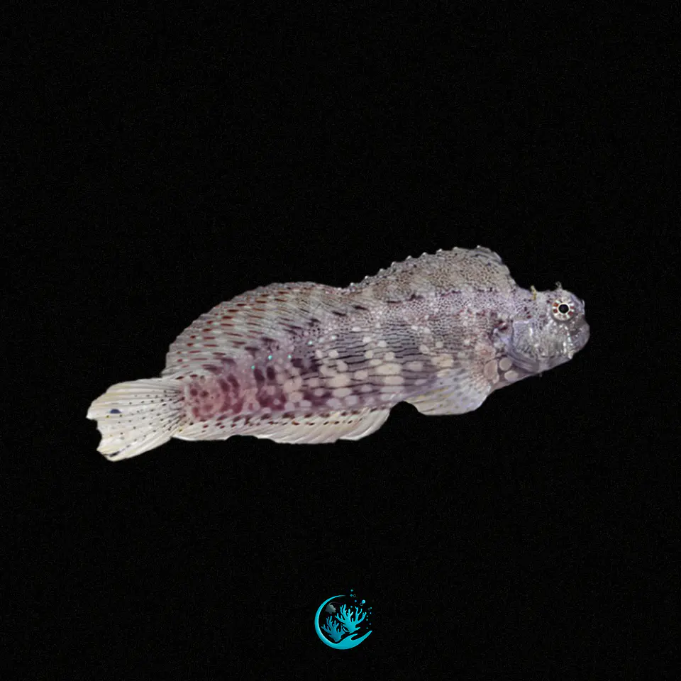 Salarias Fasciatus 1