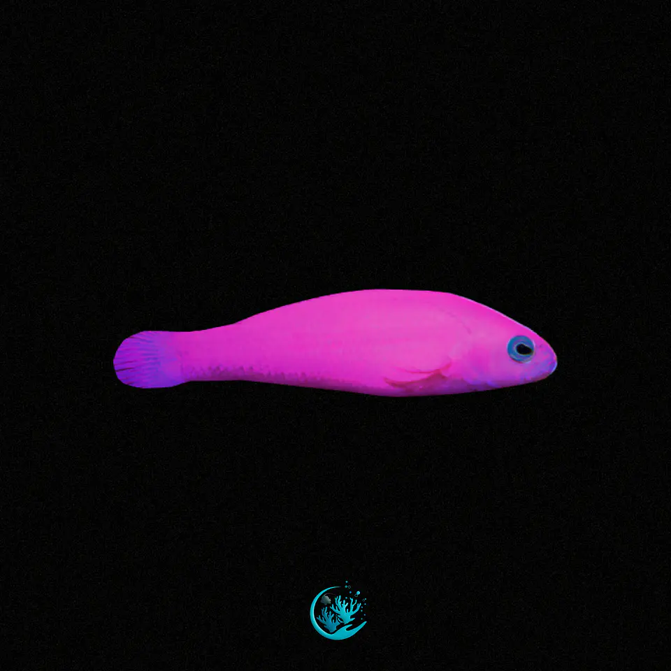 Pictichromis Porphyrea 1