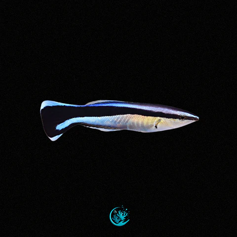 Labroides Dimidiatus