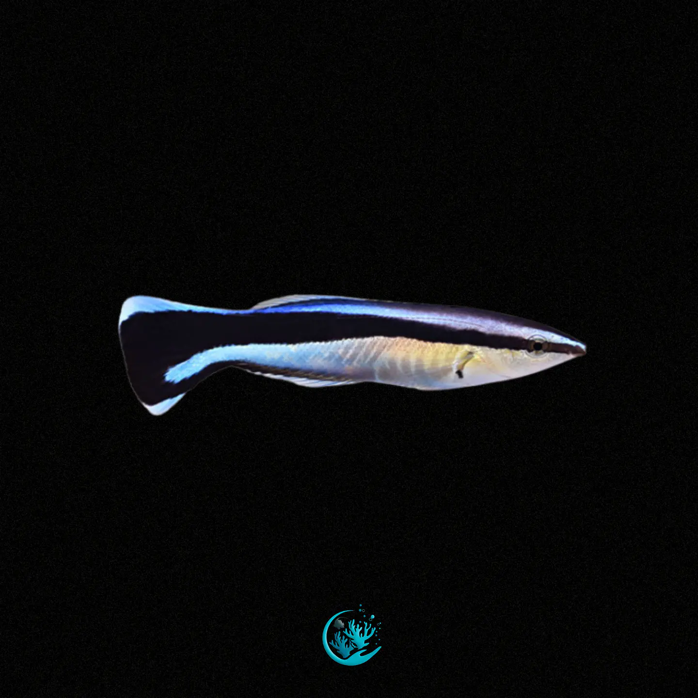 Labroides Dimidiatus 1