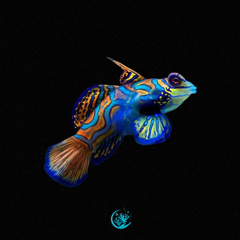 Synchiropus Splendidus