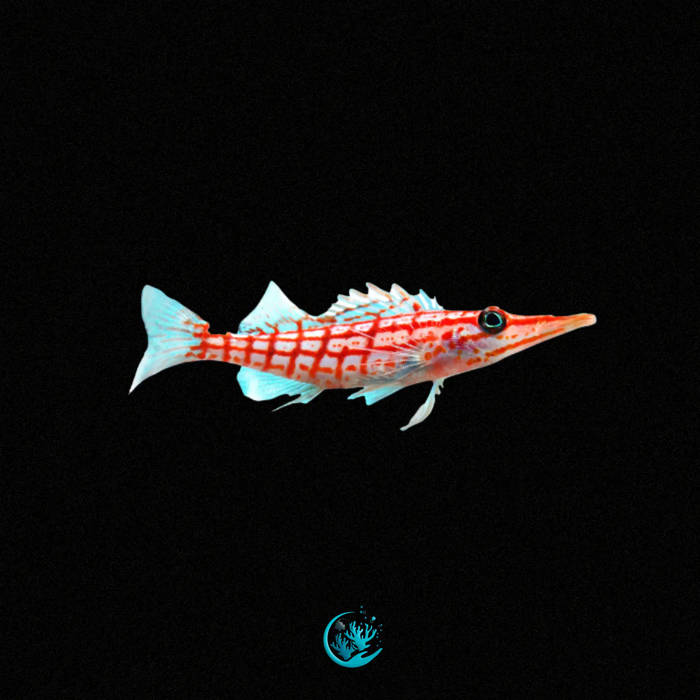 Oxycirrhites Typus 1