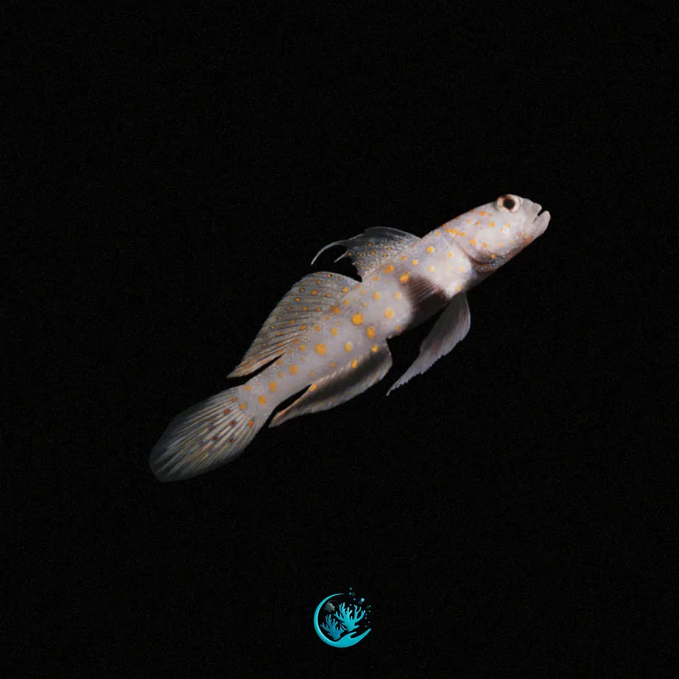 Amblyeleotris Guttata 1