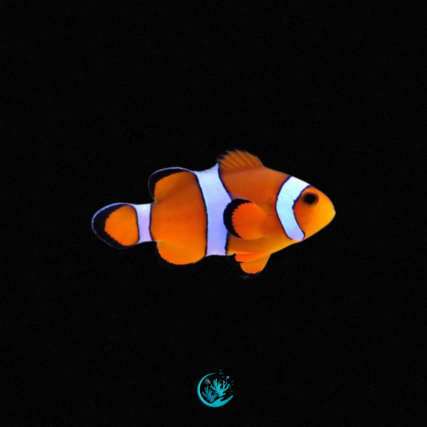 Amphiprion Ocellaris 1