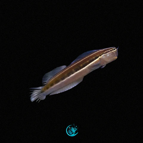Ecsenius Lineatus