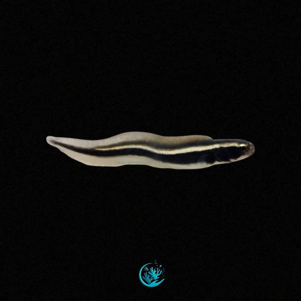 Pholidichthys Leucotaenia 1