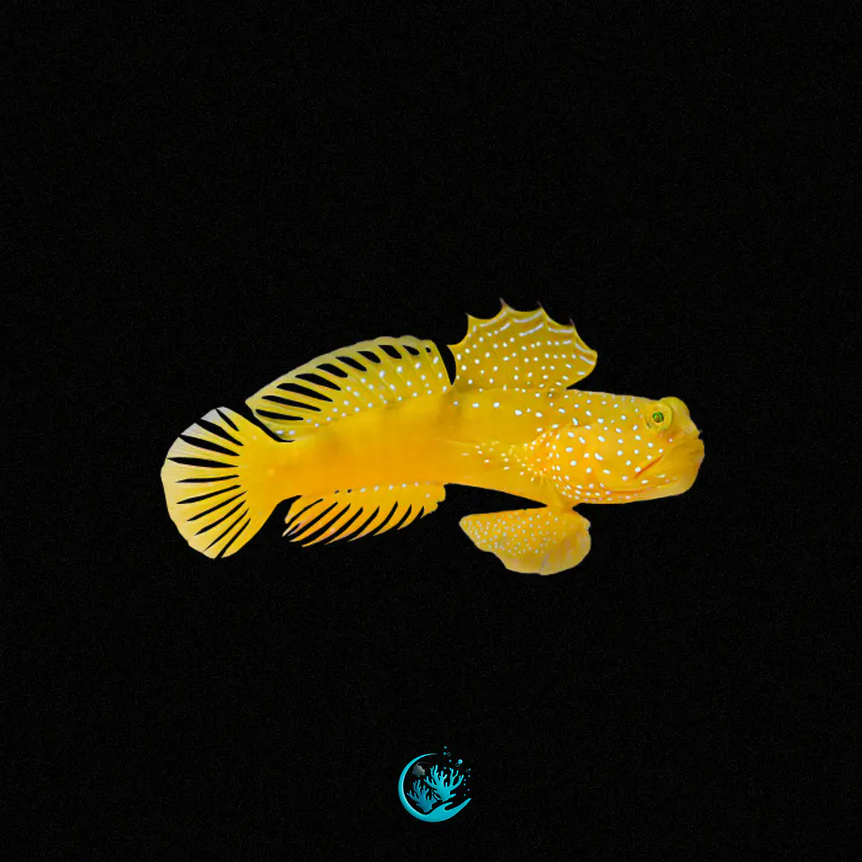 Cryptocentrus Cinctus 1