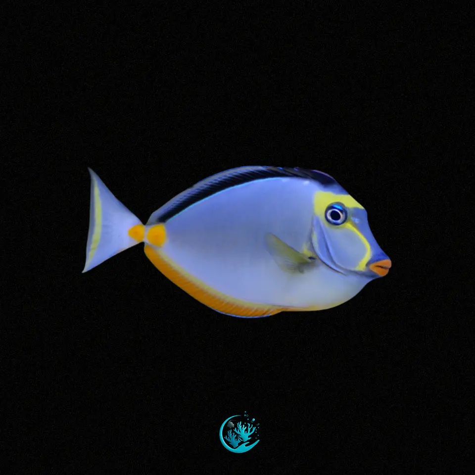 Naso Lituratus 1