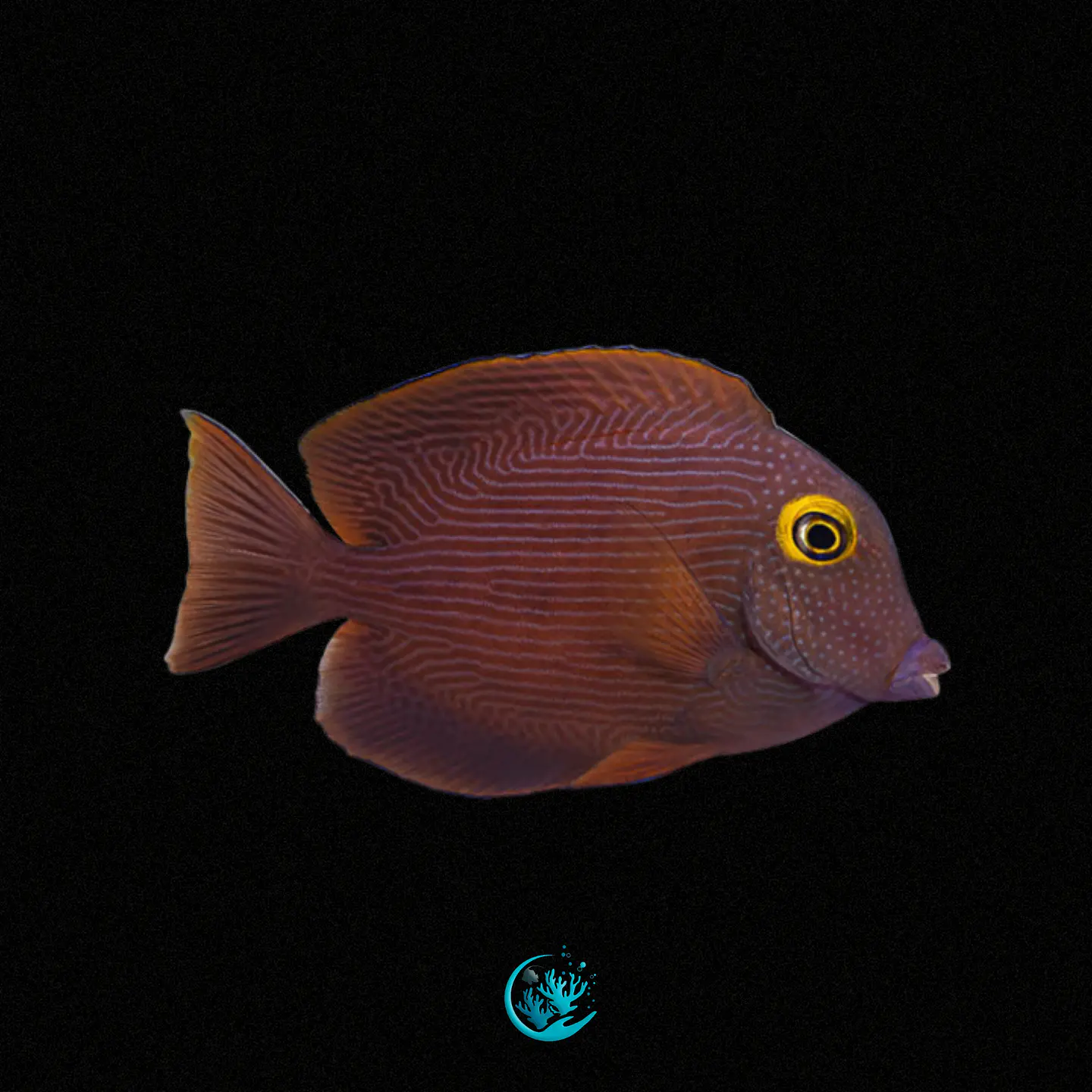 Ctenochaetus Strigosus 1