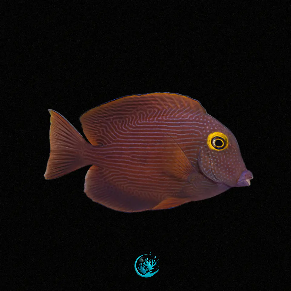 Ctenochaetus Strigosus 1