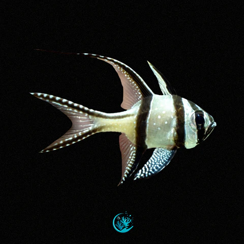 Pterapogon Kauderni - Aquacultur.
