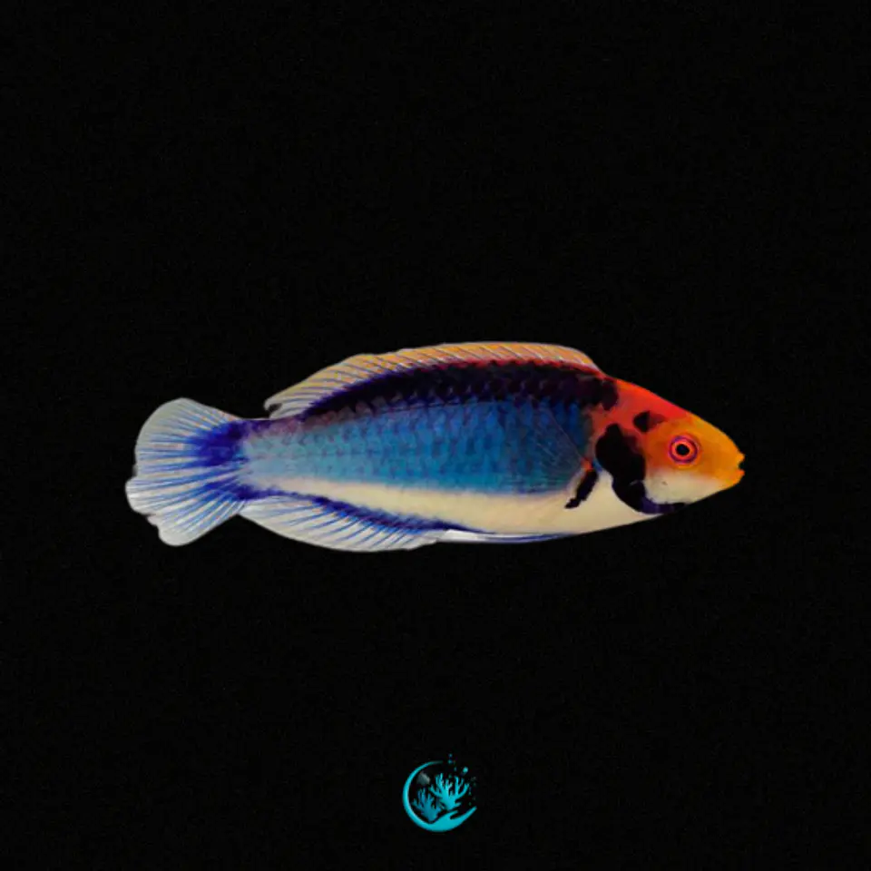 Cirrhilabrus Aquamarinus 1