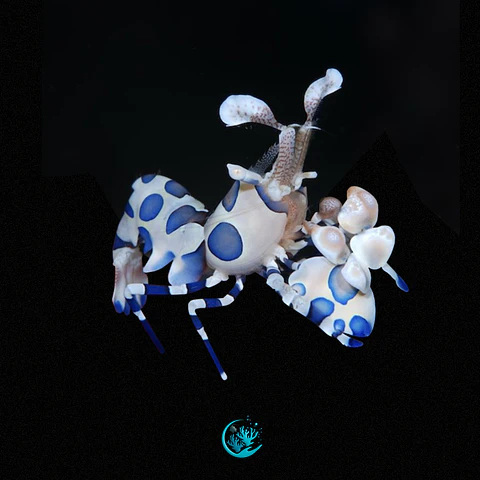 Hymenocera Picta