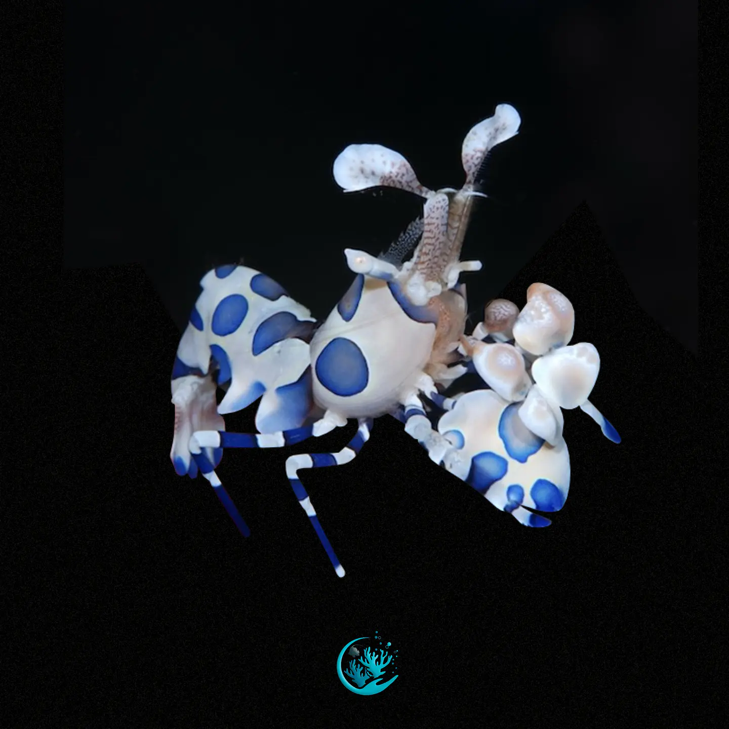 Hymenocera Picta 1
