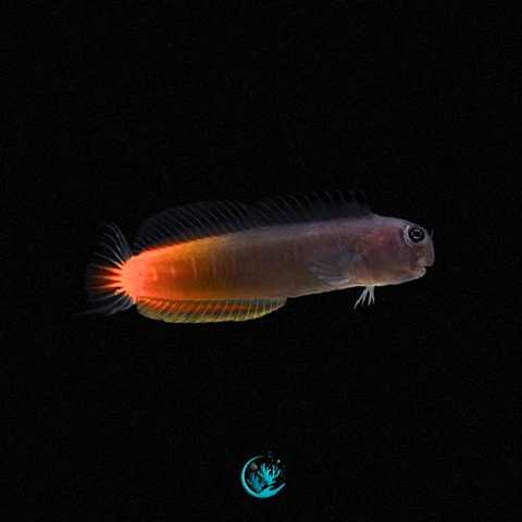 Ecsenius Bicolor