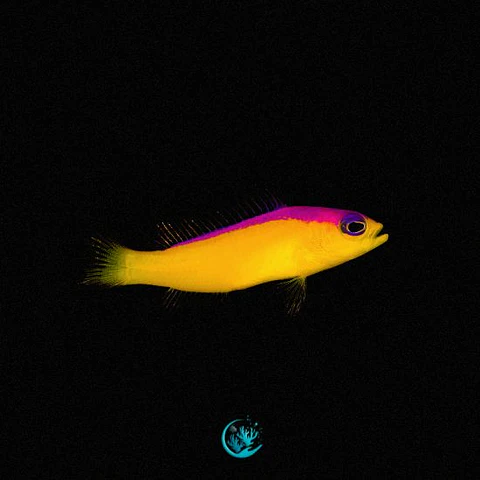 Pictichromis Diadema