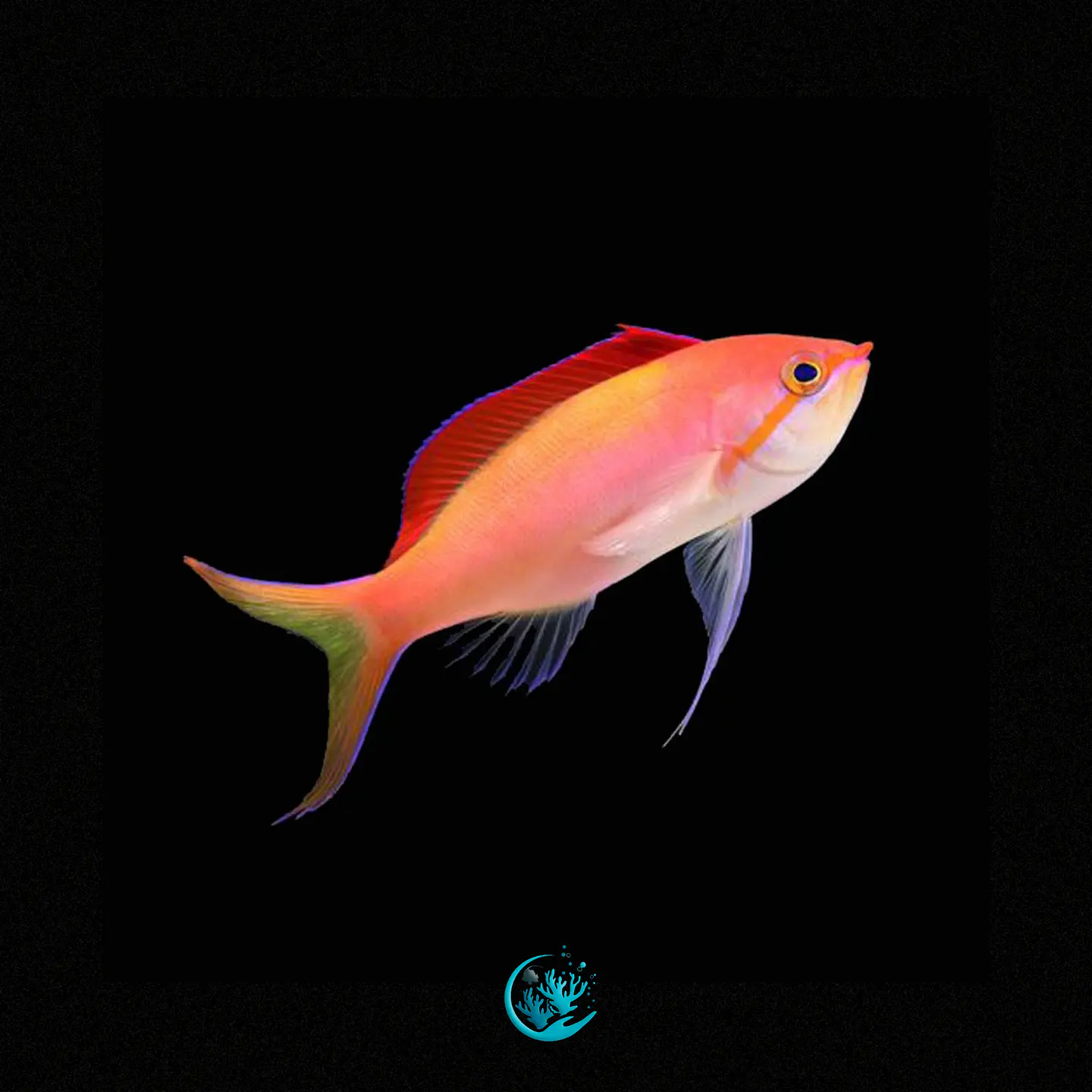 Mirolabrichthys Dispar/ignitis 1