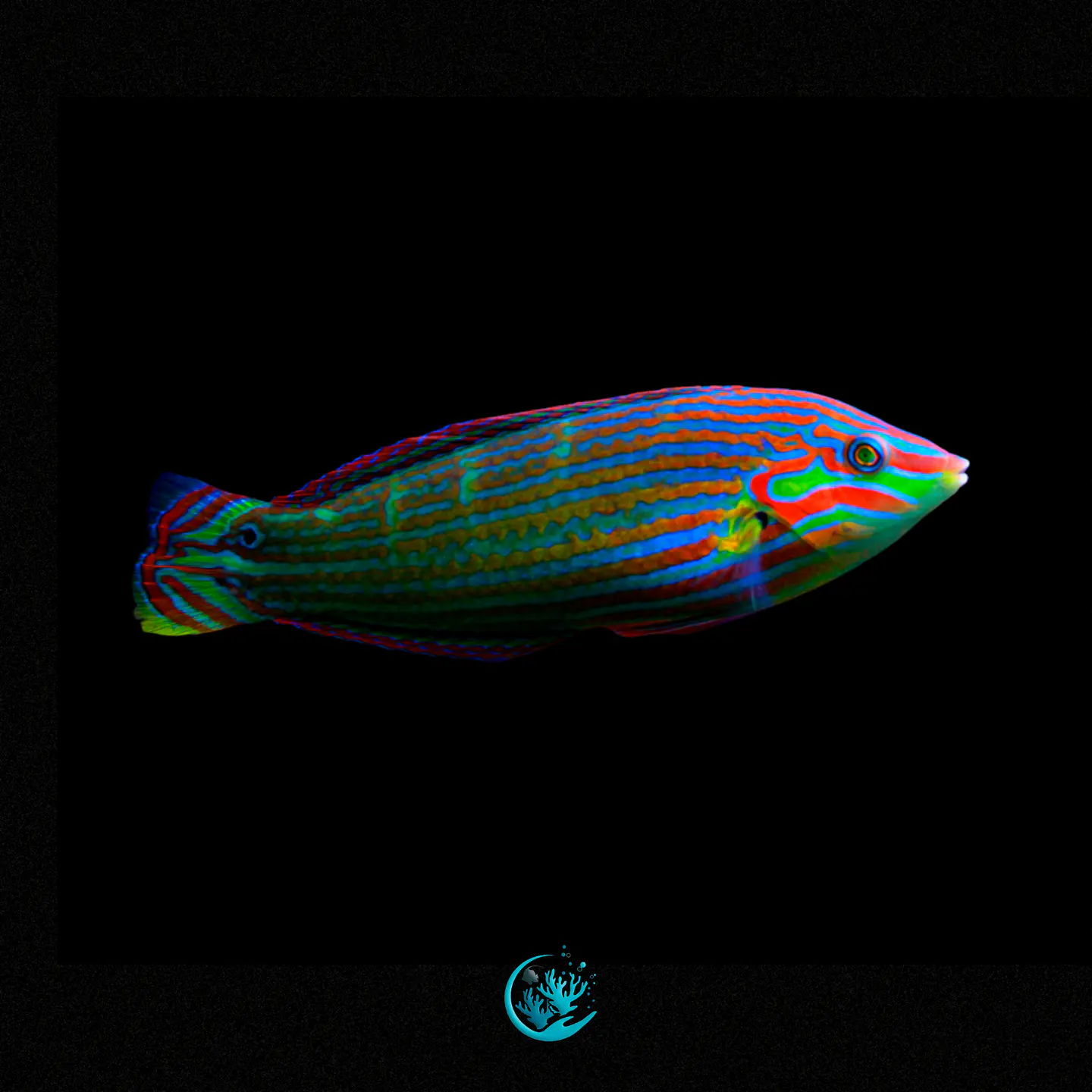 Halichoeres Melanurus  1