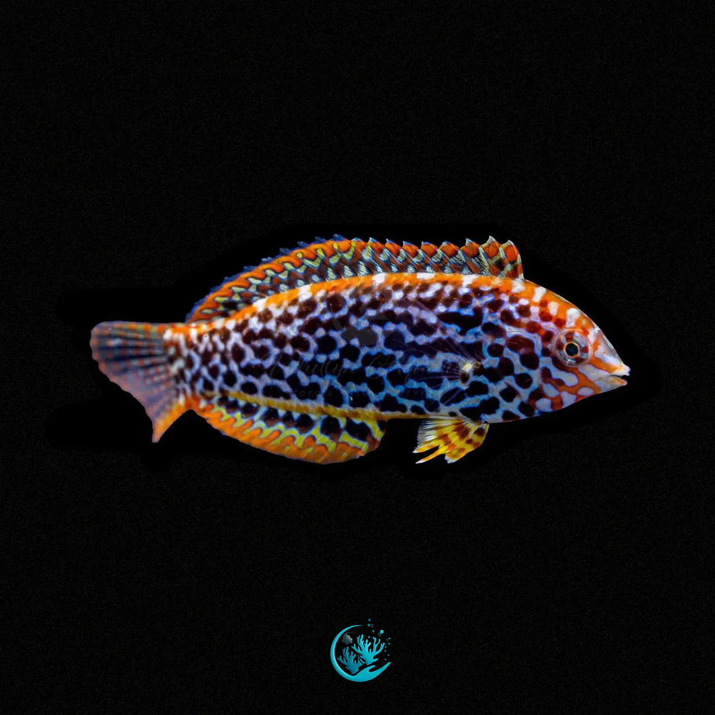 Macropharyngodon Meleagris 1