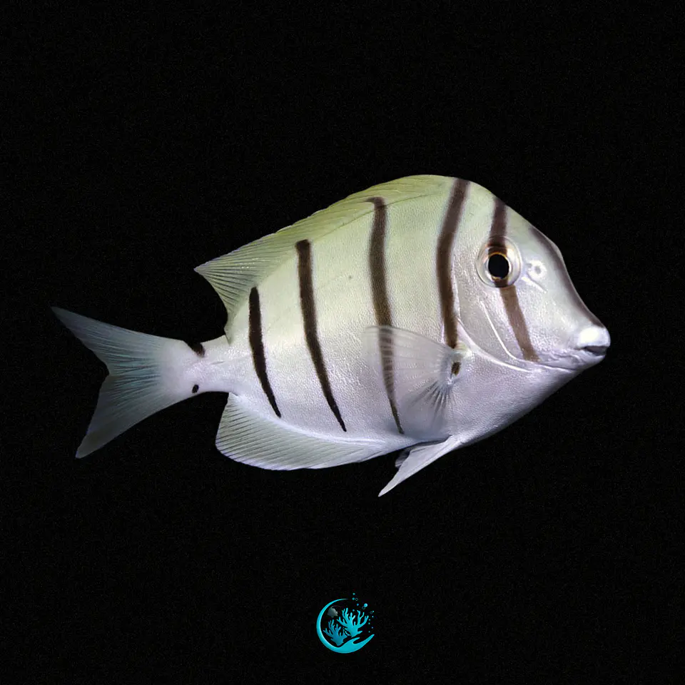 Acanthurus Triostegus 1