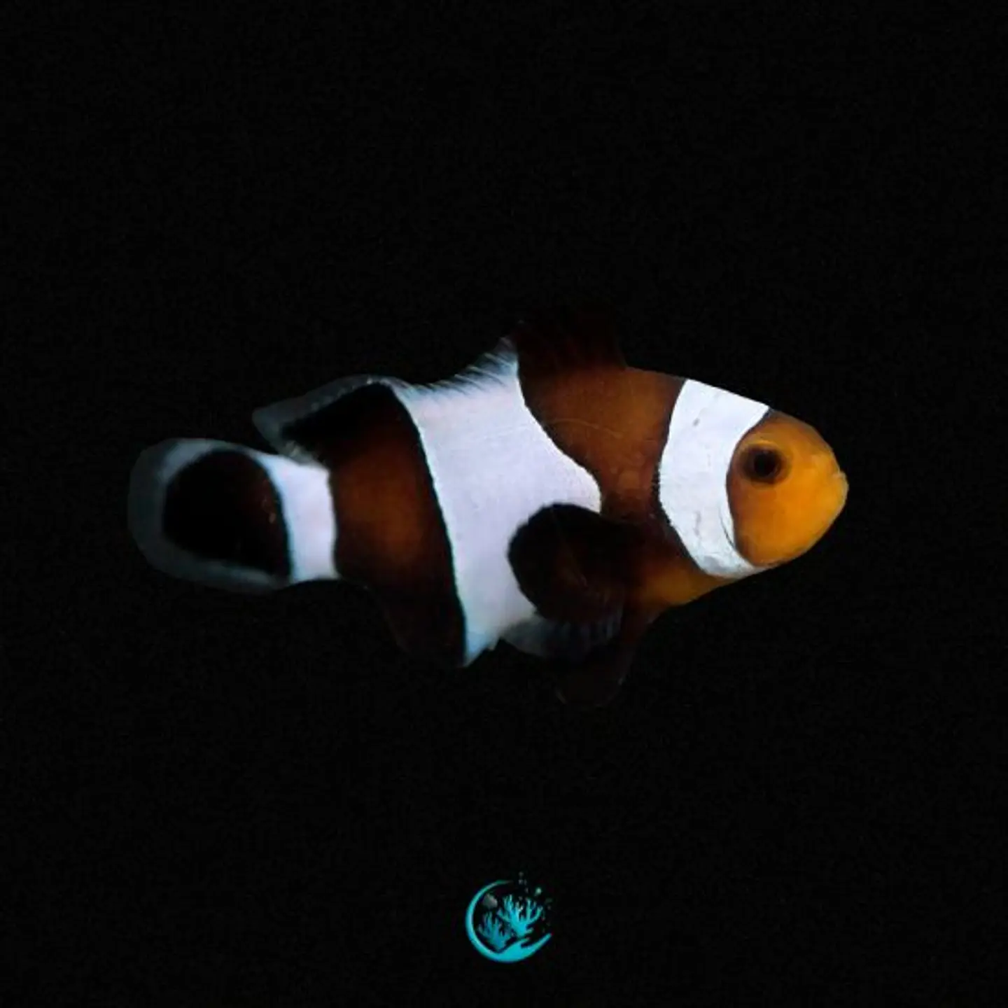 Amphiprion Ocellaris Black & White 1