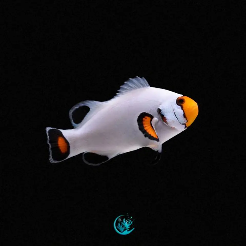 Amphiprion Percula Platinum 1