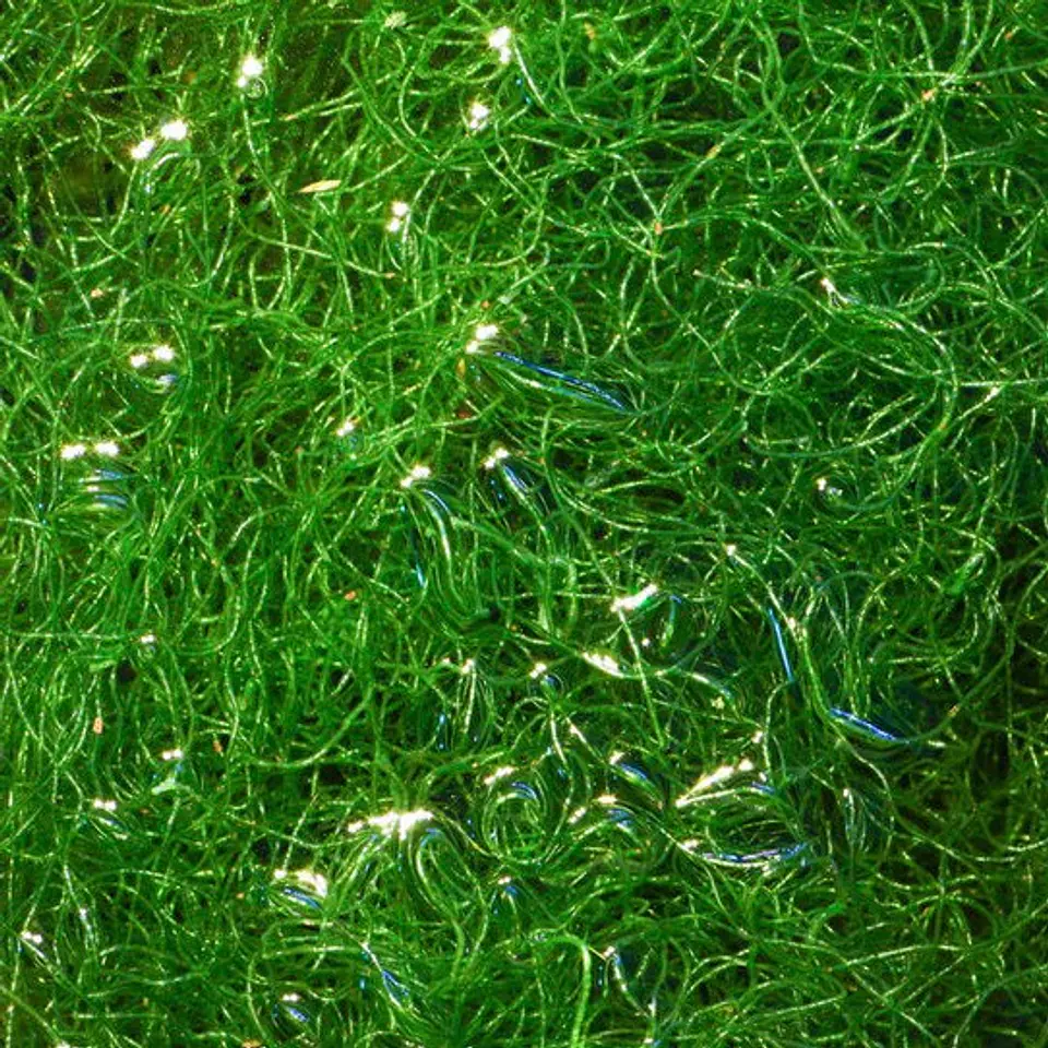 Chaetomorpha Linum 1