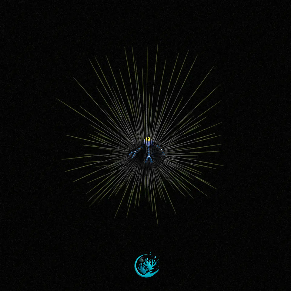 Diadema Setosum 1