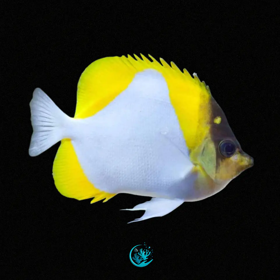 Hemitaurichthys Polylepis 1