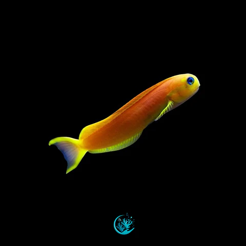 Ecsenius Midas