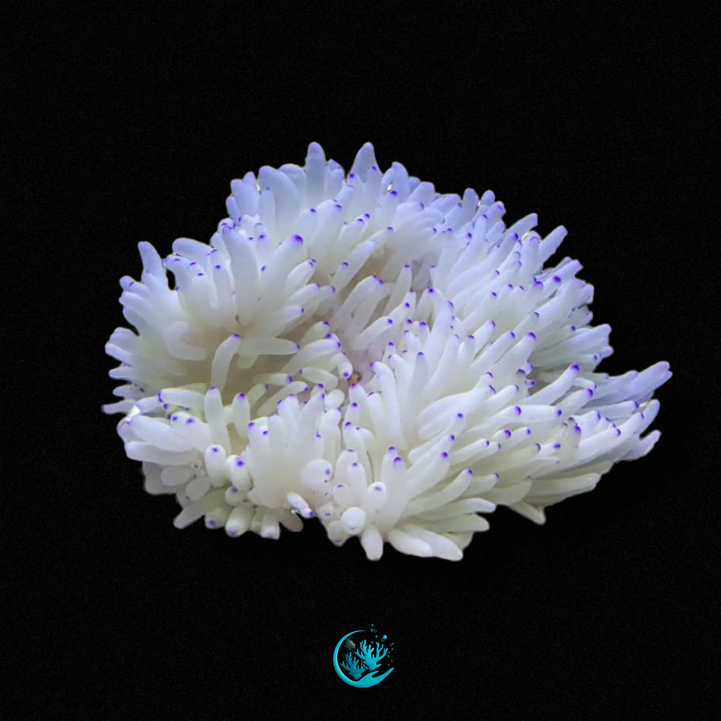 Heteractis Crispa 1