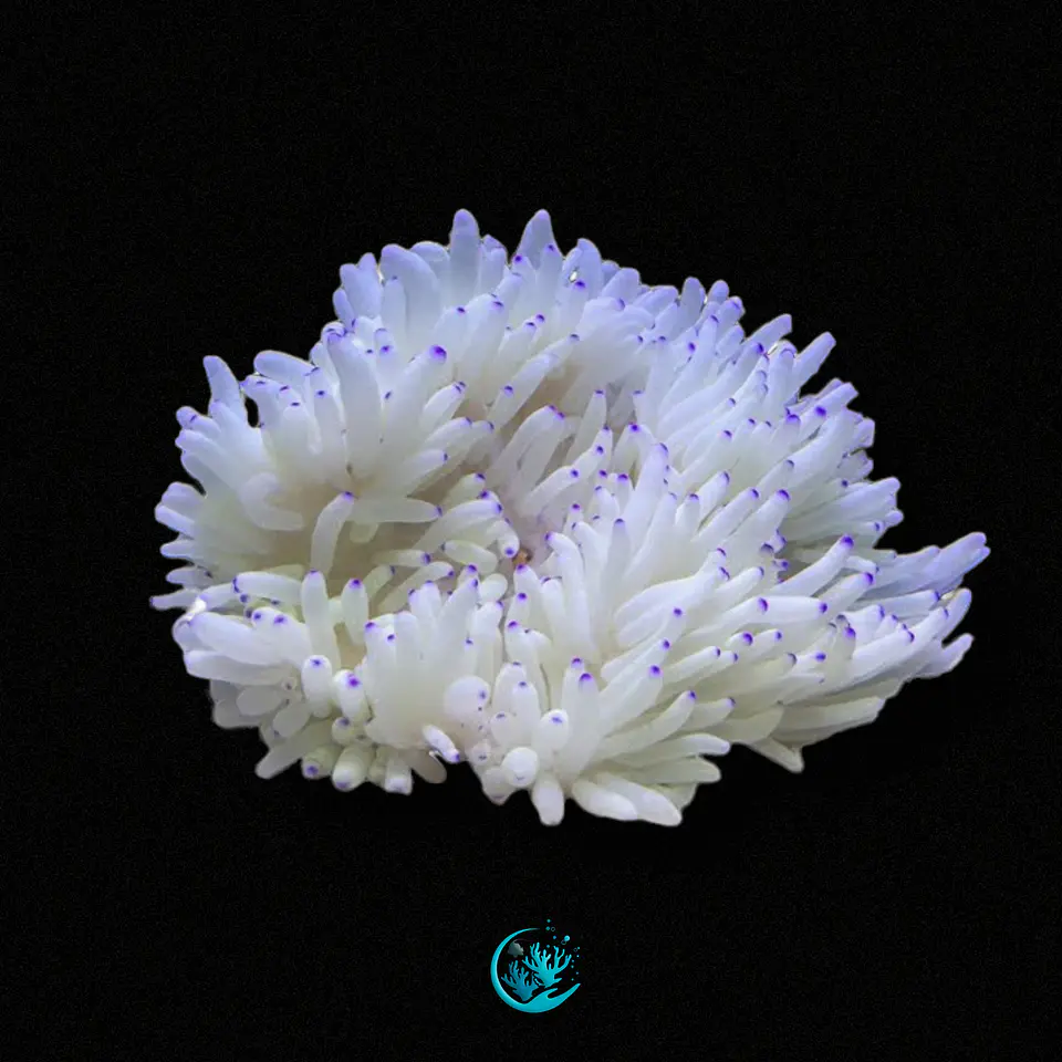 Heteractis Crispa 1