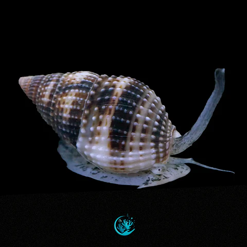 Nassarius vibex